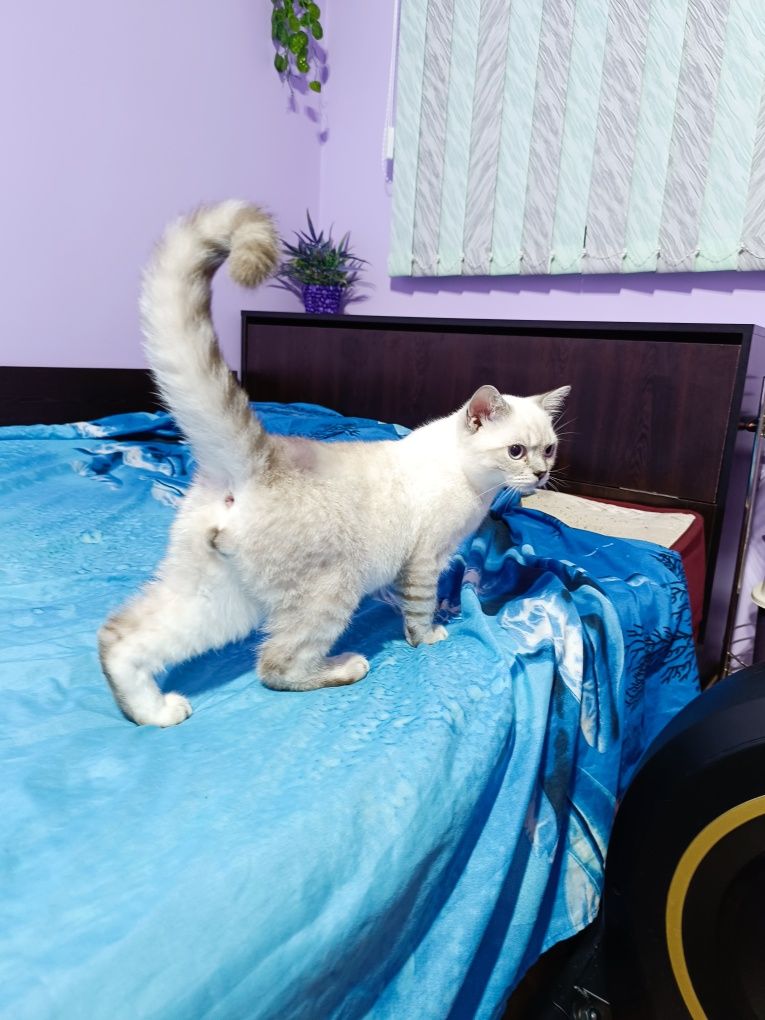 Мъжко британско коте