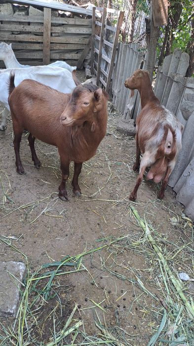 Schimb capre/iede cu oi