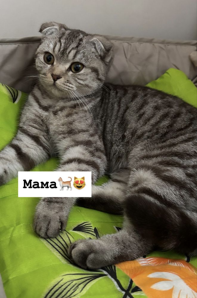 Продам Котенка, Шоколадка Девочка Скоттиш страйт (с британским типом)