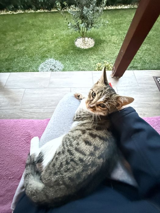 Motănel iubăreț caută o familie pentru totdeauna