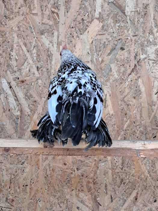 Vând familie mii de flori.