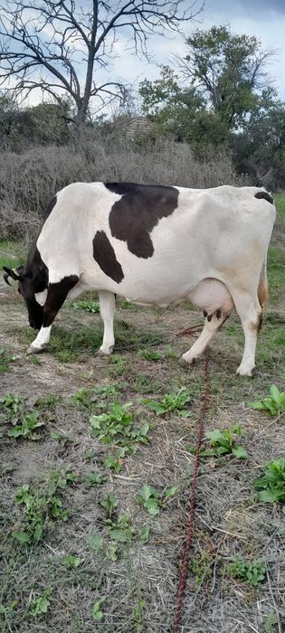 Vând vacă de lapte