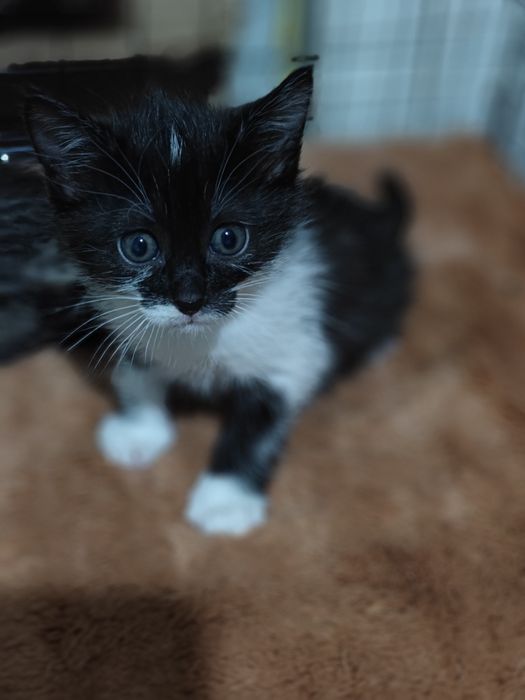 Отдам котят в хорошие руки