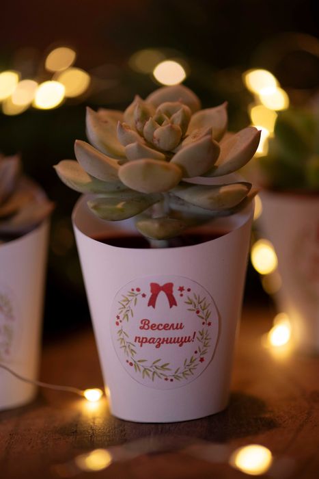 живи подаръци с цветя