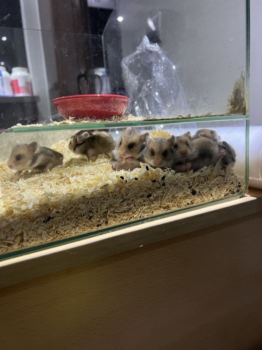 Подарявам хамстерчета,родени са преди 2 седмици.