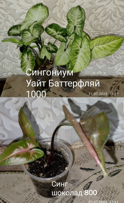 Цветы на продажу