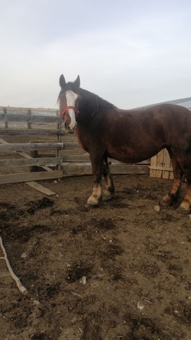 Iapa  gestanta in 5 luni