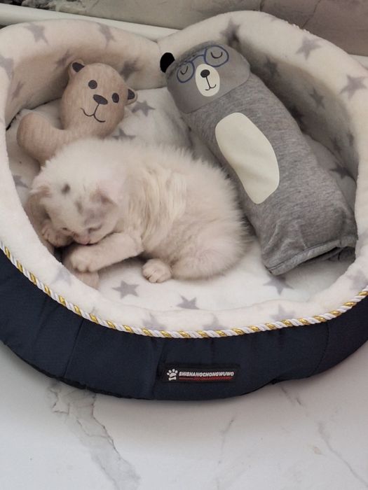 Шиншила мушукча скотиш