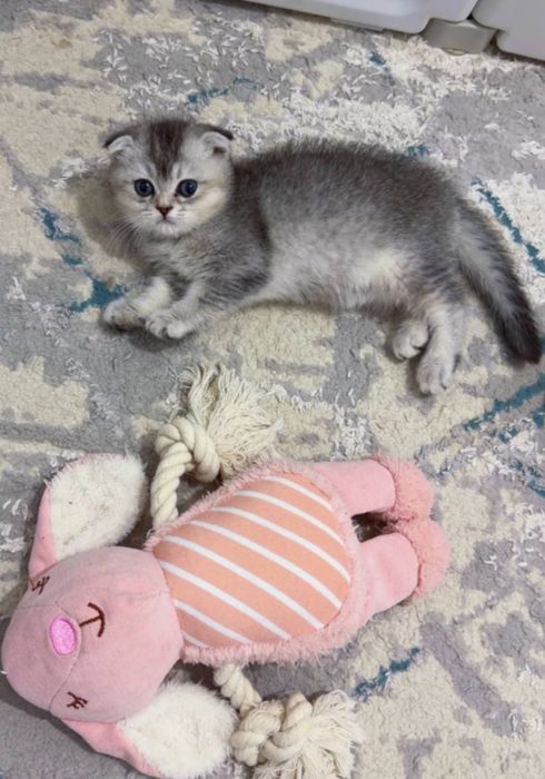 Мушук зотли скотиш фолд киз шиншилла