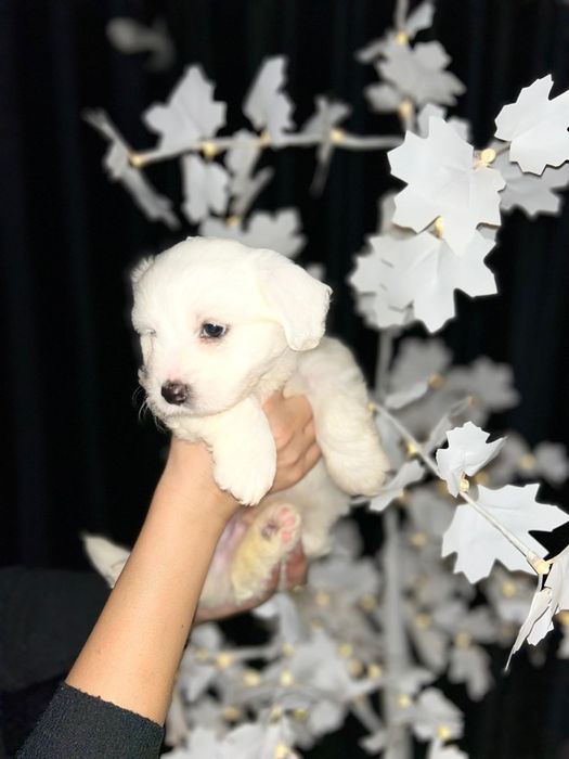 Bichon Maltez mini Toy