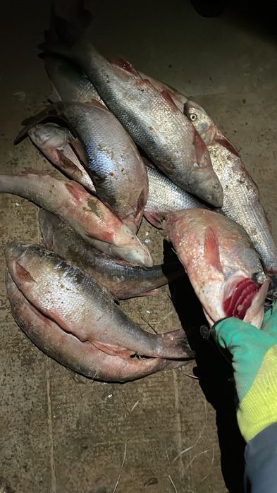 Свежий Рыба Атырау