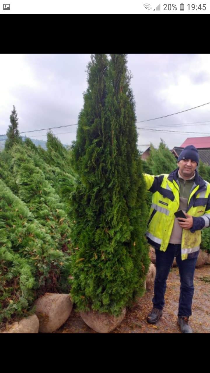 Vând o gamă largă de plante ornamentale