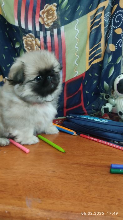 Кобель Пекинеса на вязку!