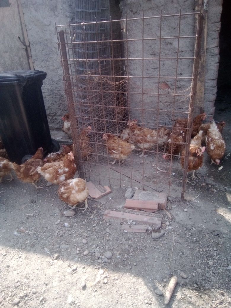 Găini de vânzare roși  fac foarte multe oua
