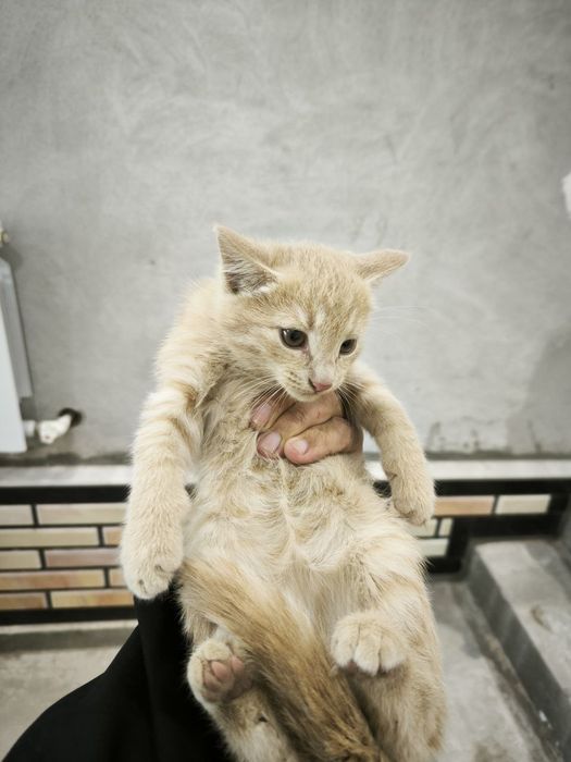 Mushuk bepulga beriladi. Urganch shaxar