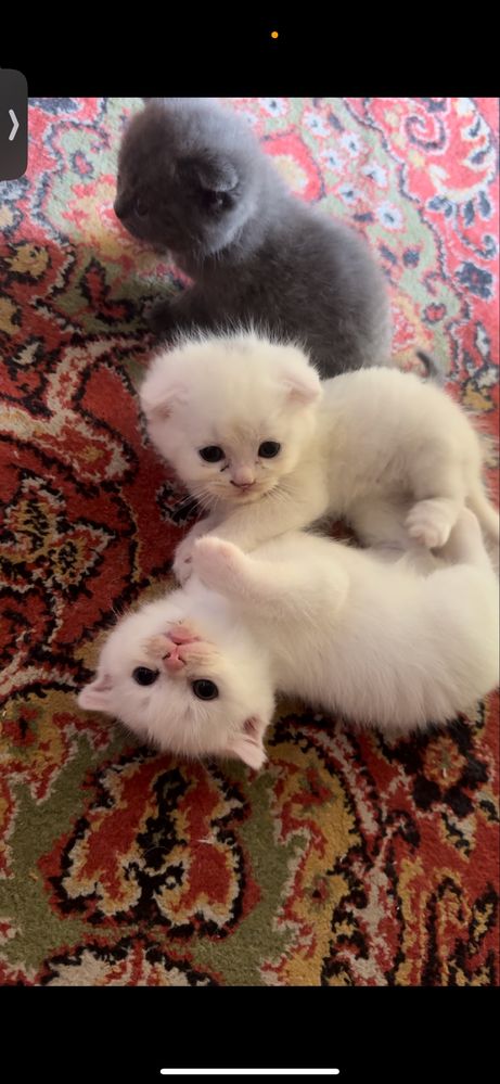 Милые котята шотладские вислоухие