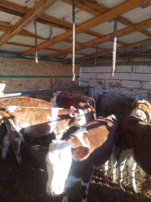 disponibil 10 tăuraș