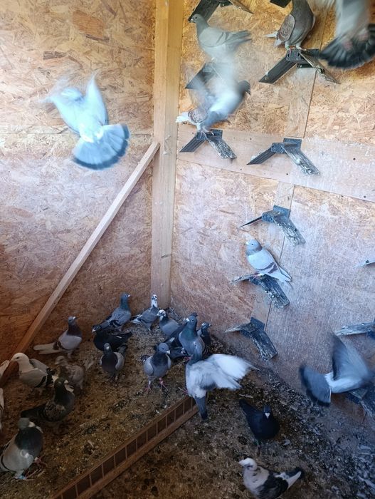 Vând porumbei voiajori