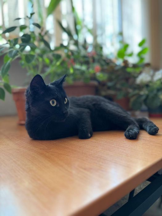 Пристраевается особенная кошечка