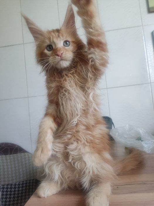 Продам котенка мейн-кун