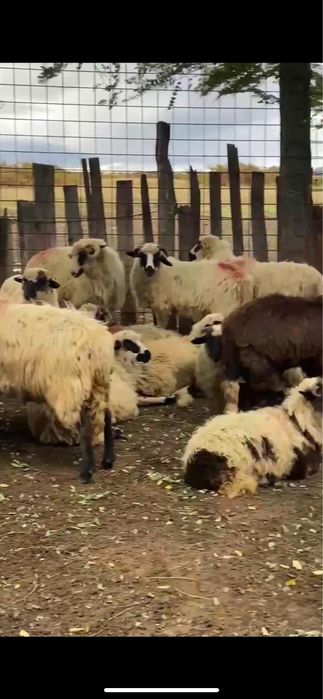 De vânzare-35 de oi