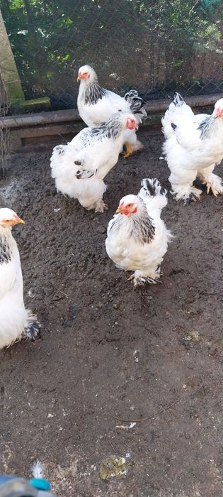Vând 5 găini Brahma Herminat Deschis
