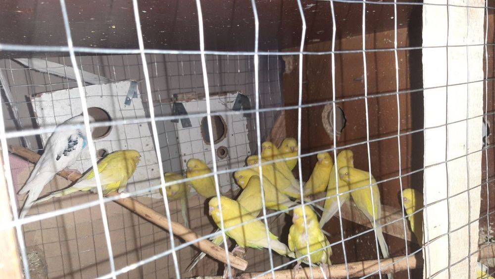 попугай албиносы 19 шт