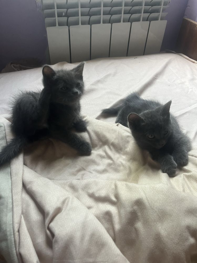 Отдаем котят в добрые руки