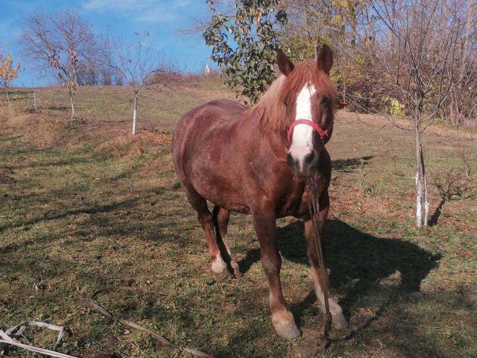 Vând iapă 6 ani pt mai multe detalii la nr de telefon