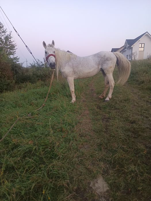 Vând sau schimb iapa