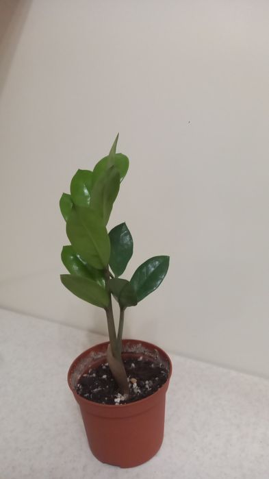 Продам долларовое дерево замиокулькас