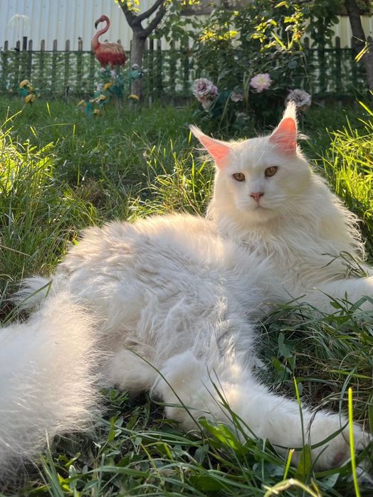 Baietel Maine Coon PEDIGREE Felisa