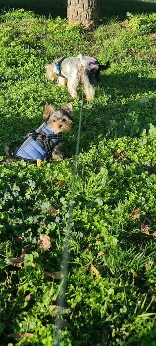 Йорки-йоркширски териер-мини