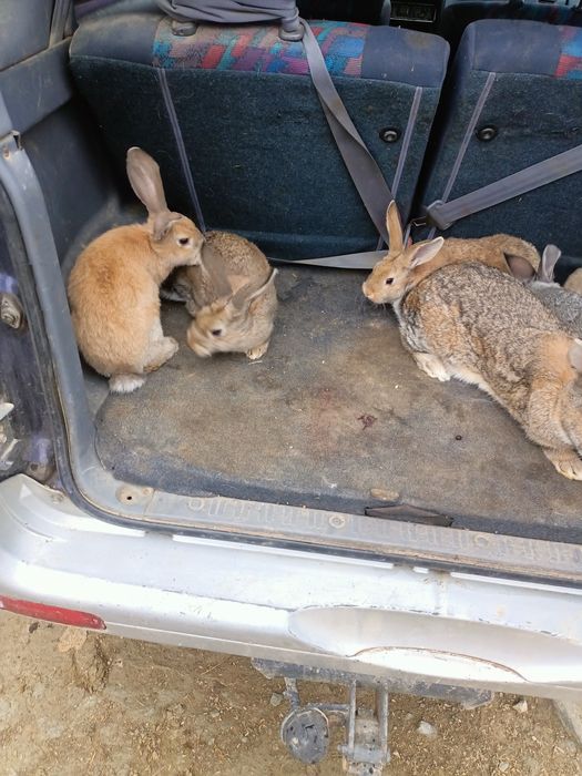 Vând o familie de iepuri