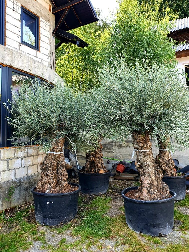 Palmieri, maslini, bonsai, bananieri, plante glob