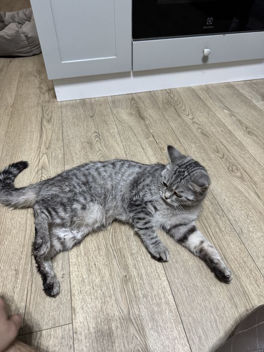 Кошка в ответственные руки