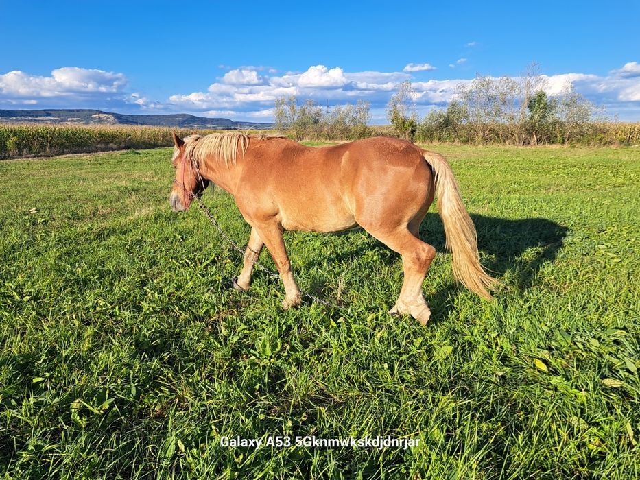 Cal                        .