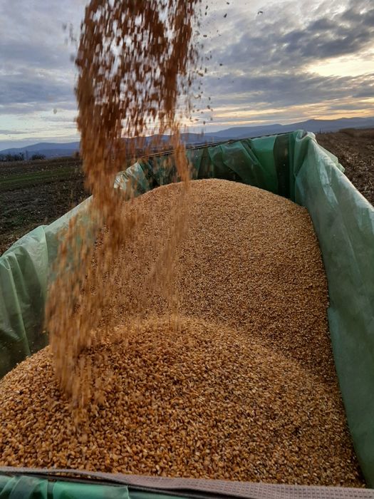 Porumb uscat producție 2025