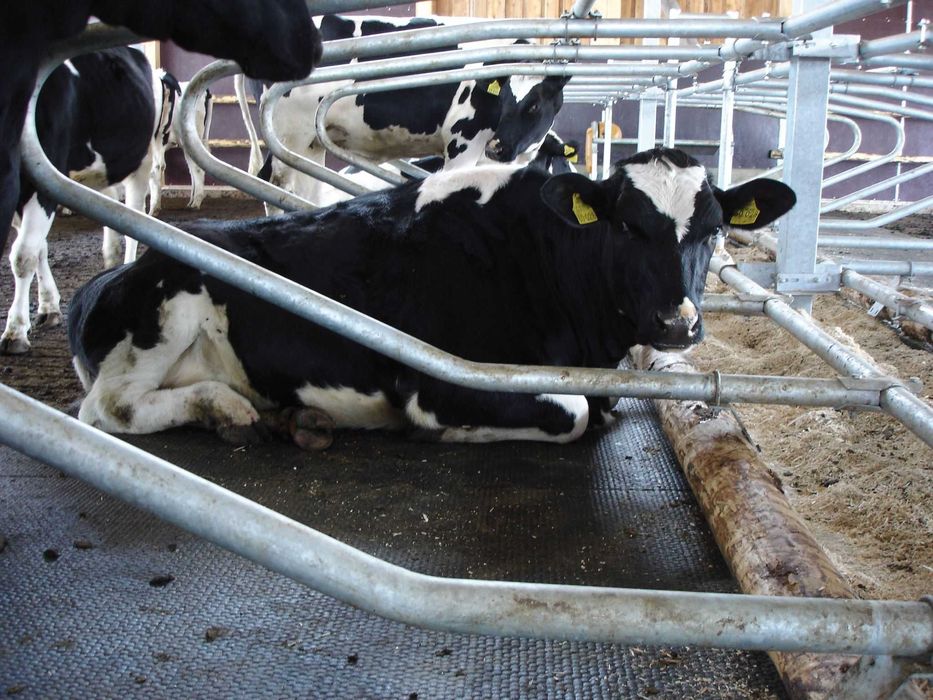 Маты для коров. Корамоллар ётиши учун матлар.