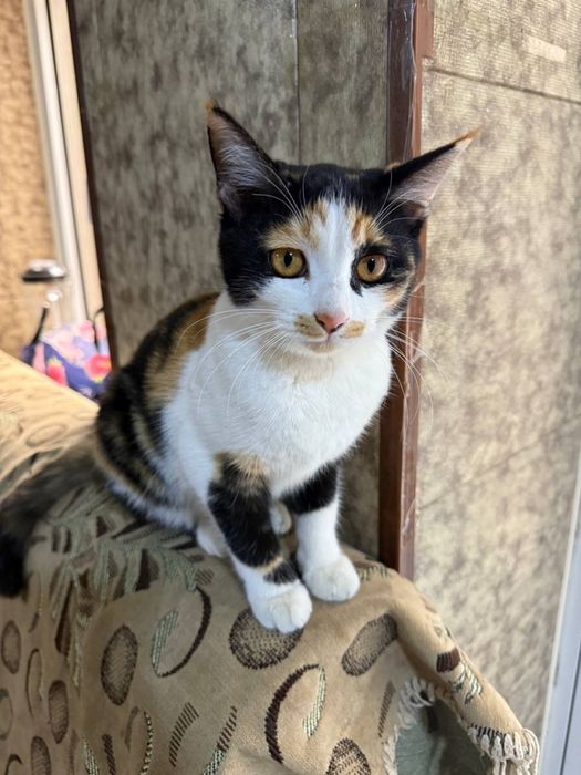 Пристраивается бесплатно в хорошые руки.