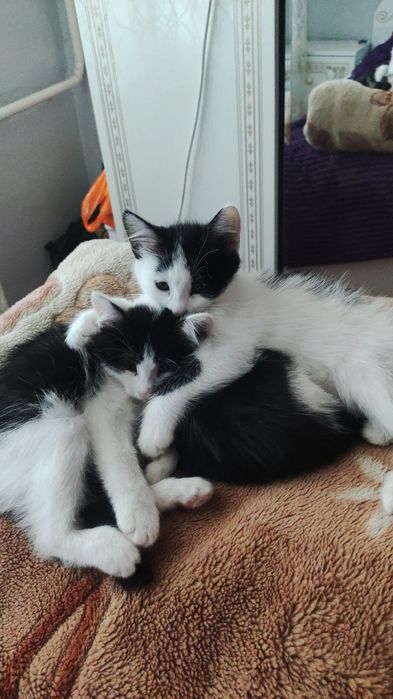 Котята с красивым окрасом