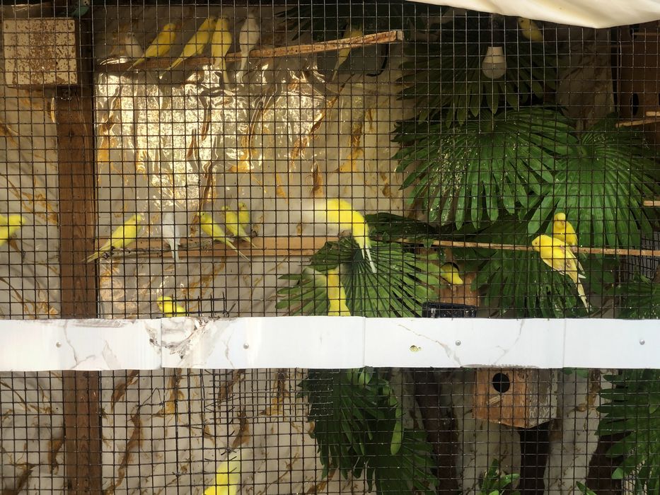 Папугай 40 та тттттт