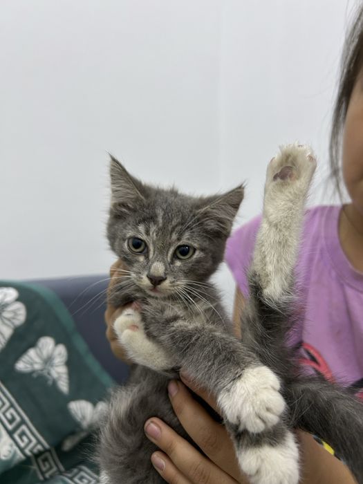 Котенок маленки малчик