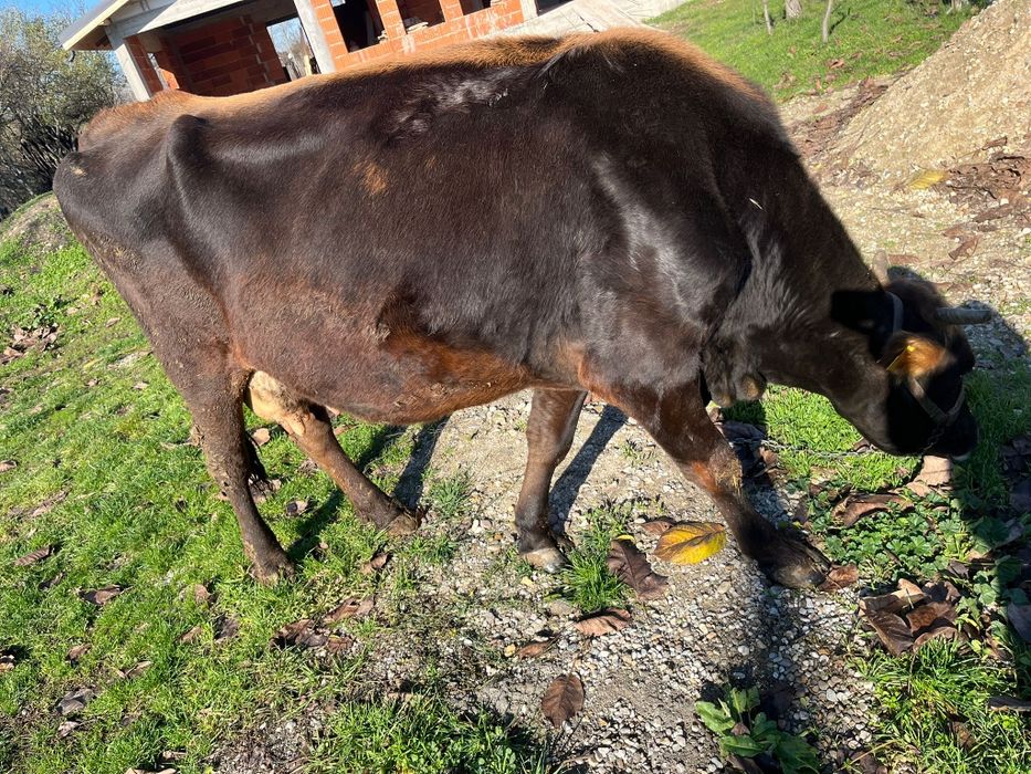 Vaca de vanzare -