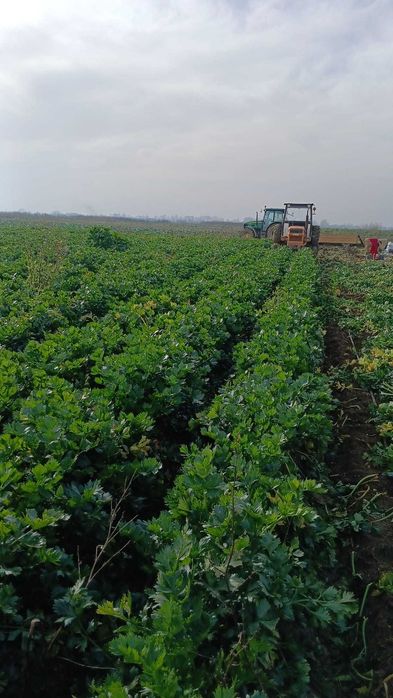 Țelină  de vânzare