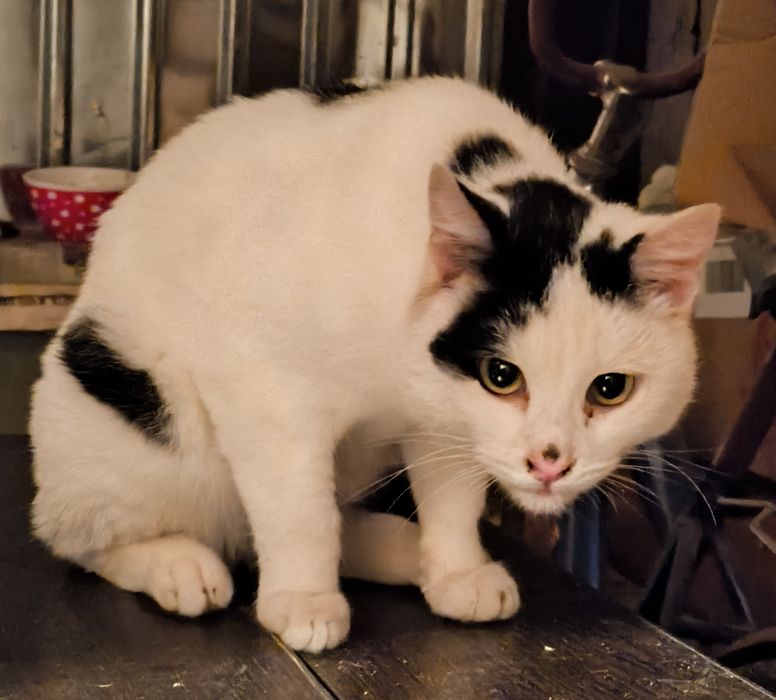 Молодой котик, возраст 8 месяцев, очень ласковый