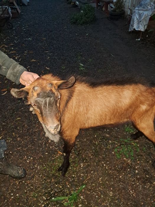 Vând țap alpin francez