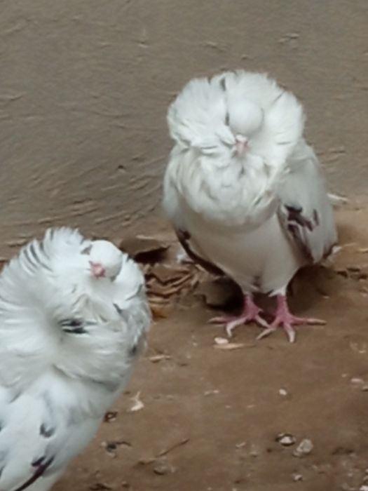 Распродажа голубей