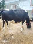 Junca gestanta hn 5 luni holstein acept control .