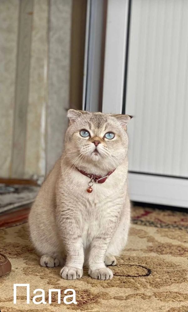 Продаются Британские шиншилы, 100-150$ чистая кровь,королевская порода